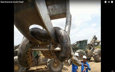 Brazylia: Gigantyczna anakonda znaleziona na budowie
