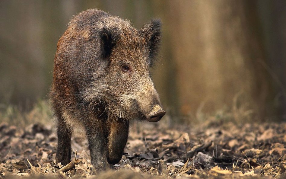 Syn zastrzelił ojca. Wziął go za dzika