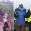 Skatował psa i zostawił w rowie. Grozi mu więzienie