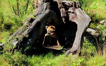 Zoo w Rotterdamie - wybieg dla hien