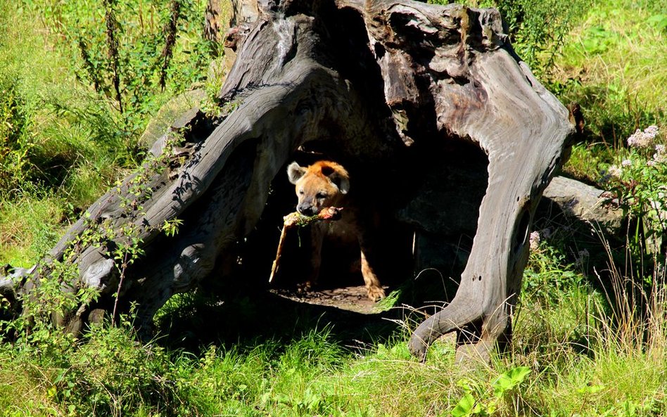 Zoo w Rotterdamie - wybieg dla hien