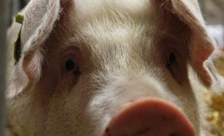 Inwestor, jak wieprz, powinien lubić soję