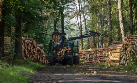 Większej ochrony lasów domaga się nawet 80 proc. Polaków
