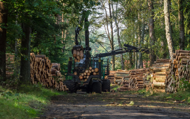 Większej ochrony lasów domaga się nawet 80 proc. Polaków