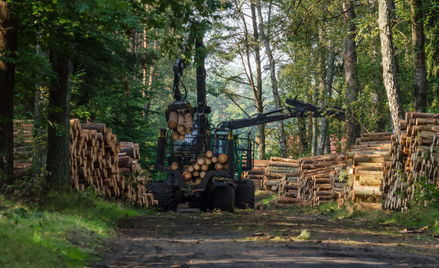 Większej ochrony lasów domaga się nawet 80 proc. Polaków