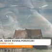 Kadr z filmu "Tam, gdzie rosną porzeczki" Leo Leszka Kantora