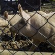 Afrykański pomór świń szkodzi Biotonowi