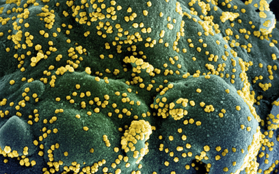W Brazylii potwierdzono przypadki koinfekcji dwoma różnymi wariantami koronawirusa