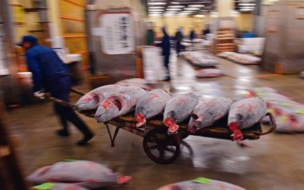 Okazy, kiedyś zbyt małe, by je łowić, dziś godne zakupu