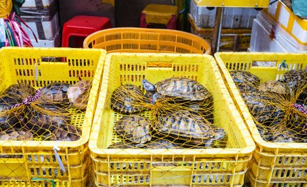 Przechwycono kontenery z martwymi zwierzętami. "Zagrożenie biologiczne"