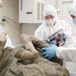 Rosyjscy naukowcy badają prehistoryczne wirusy wykopane z wiecznej zmarzliny