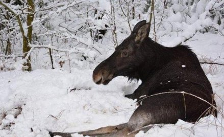 Nie udało się uratować rannego łosia