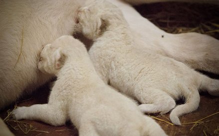 Lwica Azira z małymi lwiątkami w borysewskim ZOO Safari.