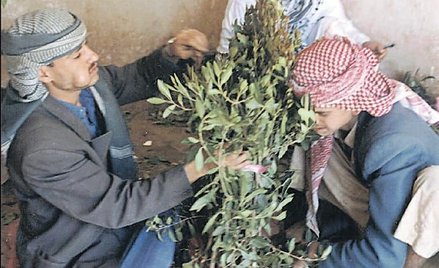 Przeklęta roślina źródłem rzadkiej przyjemności