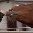 Skarbówka wyrzuca konia z kosztów