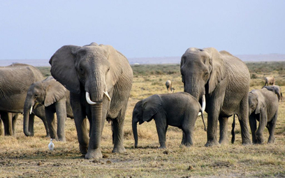 Botswana: Śledztwo w sprawie masowej śmierci słoni. Wykluczono kłusowników