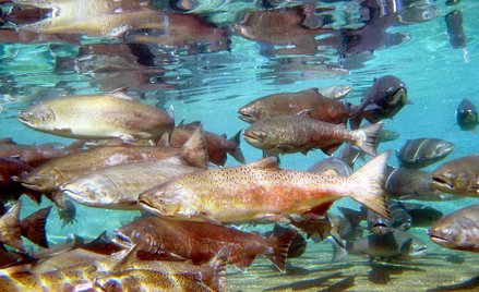 UE robi naloty na hodowców łososi. Podejrzewa zmowę kartelową