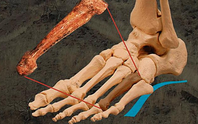Kość śródstopia pozwoliła odtworzyć stopę australopiteka