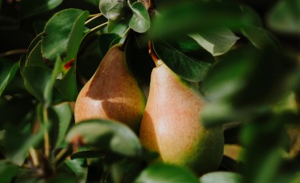 Szefowie kuchni z całego świata wybrali 85 produktów z całego świata, które stanowią dziedzictwo kul