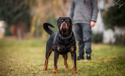 Czy można zobowiązać właściciela, by ostrzegał, że pies jest agresywny - wyrok NSA