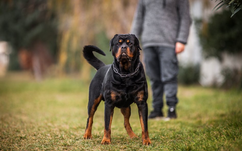 Czy można zobowiązać właściciela, by ostrzegał, że pies jest agresywny - wyrok NSA