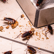 Roje zdalnie sterowanych karaluchów mogłyby w przyszłości brać udział w misjach ratunkowych