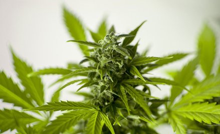 Włochy: Trybunał Konstytucyjny odrzucił wniosek o referendum w sprawie legalizacji marihuany