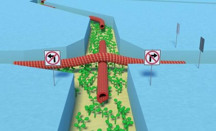 Włókna białkowe niesione przez cząsteczki miozyny poprzez „ulice” biokomputera (ilustracja)