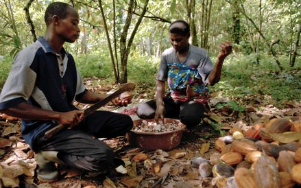 Plantacja kakowca w Ghanie