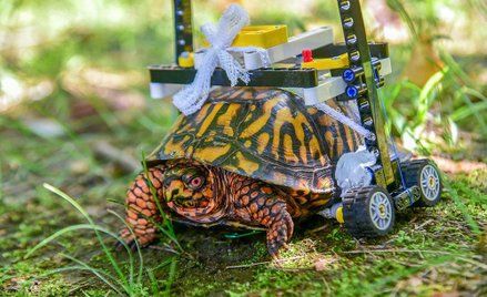 Żółw połamał skorupę, zoo zbudowało dla niego wózek inwalidzki z Lego