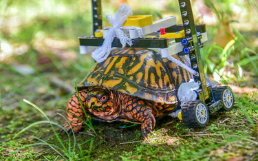 Żółw połamał skorupę, zoo zbudowało dla niego wózek inwalidzki z Lego