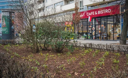 Za kilka miesięcy w Śródmieściu zakwitną duże krzewy, byliny, rośliny cebulowe i trawy ozdobne w róż