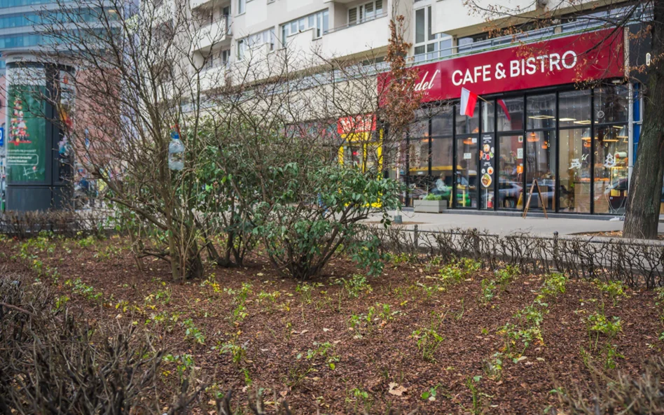 Za kilka miesięcy w Śródmieściu zakwitną duże krzewy, byliny, rośliny cebulowe i trawy ozdobne w róż