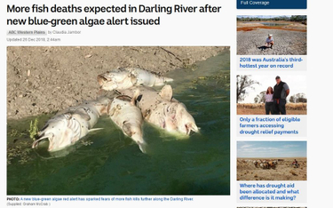 Australia: Milion martwych ryb na brzegach rzek. "Będzie gorzej"