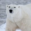 Wśród niedźwiedzi polarnych wzrasta kanibalizm