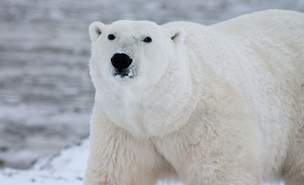 Wśród niedźwiedzi polarnych wzrasta kanibalizm