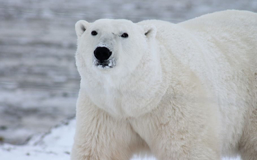 Wśród niedźwiedzi polarnych wzrasta kanibalizm