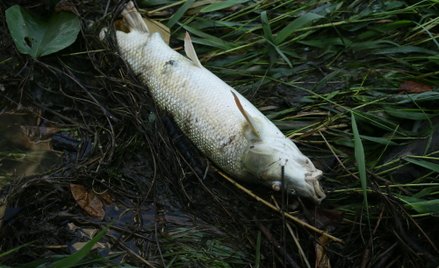 Odra znów skażona? We wpadającym do niej Kanale Gliwickim ujawniono śnięte ryby