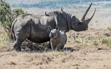 Nosorożcom czarnym zagrażają nie tylko kłusownicy, groźne mogą być dla nich także zmiany klimatu.