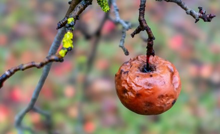 Wyważenie interesów w kwestii, na ile państwo może korzystać z tzw. owoców zatrutego drzewa, jest za