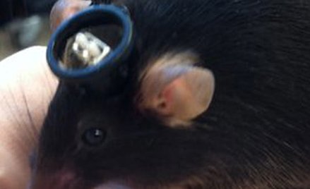 Światłowody w mózgu myszy pomogły wyzwolić koszmarne wspomnienia