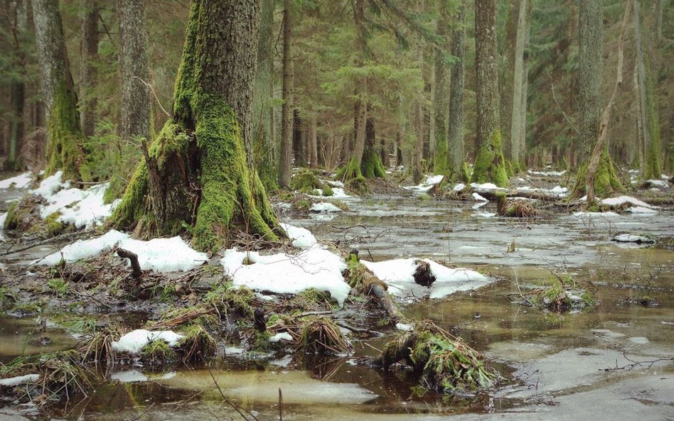 Puszcza Białowieska jest atrakcyjnym miejscem o każdej porze roku.