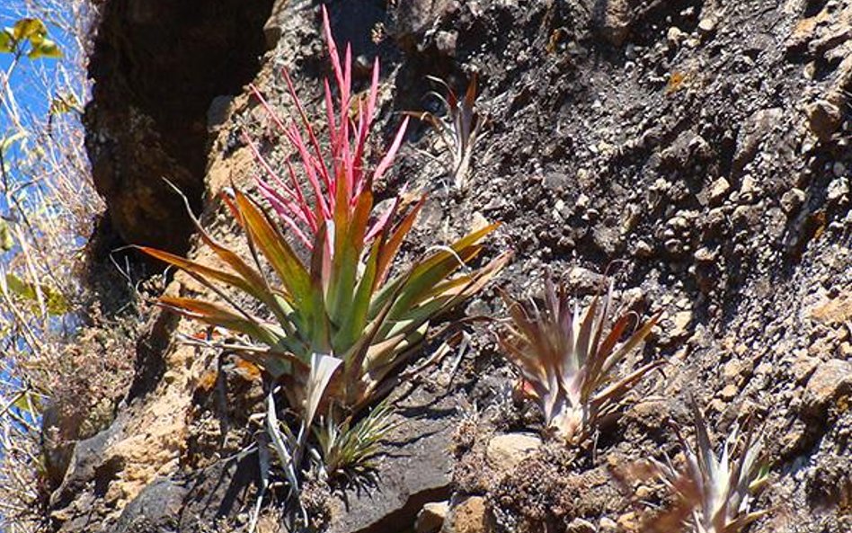 Doskonale znana w Meksyku roślina okazała się nieznana nauce.