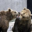Niedźwiedzie z warszawskiego zoo