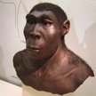 Homo erectus