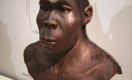 Homo erectus