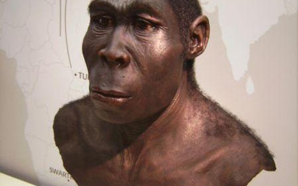 Homo erectus