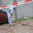 Korowódka rozprzestrzenia się w Europie. Służby walczą z nią z helikopterów