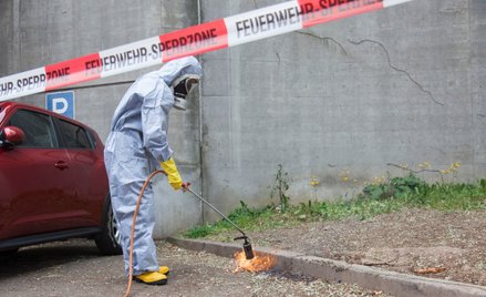Korowódka rozprzestrzenia się w Europie. Służby walczą z nią z helikopterów