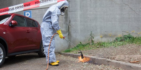 "Larva from hell" spreads across Europe, reaching Poland